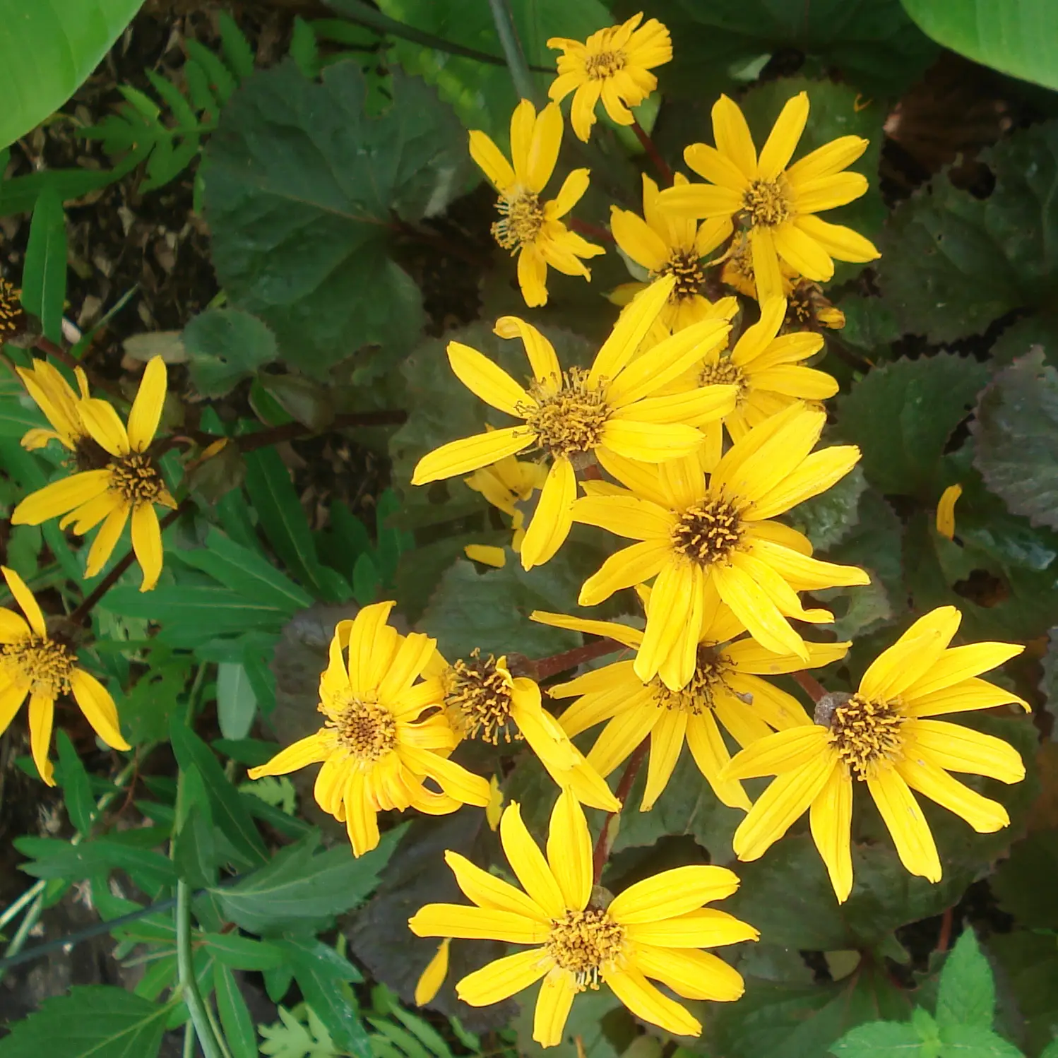 Ligulaire – Ligularia Gregynog Gold Godet de 8/9 cm