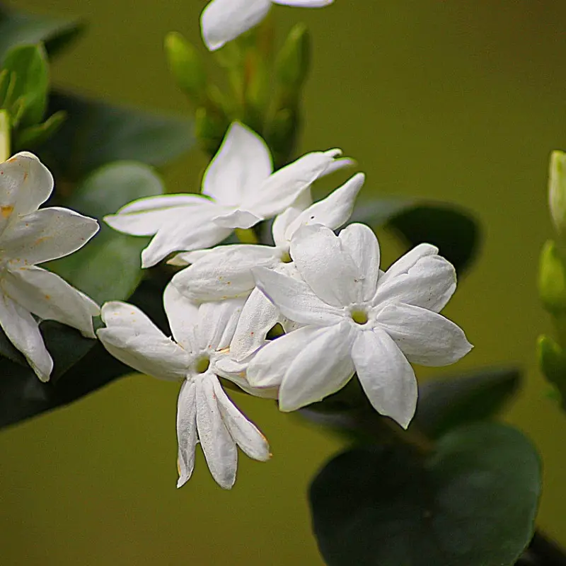 Jasmin d’Arabie Sambac à fleurs Blanche – feuillage Caduc – Pot de 1,5L – Tuteur bambou 30/60 cm- hauteur à maturité De 3,00 m à 5,00 m