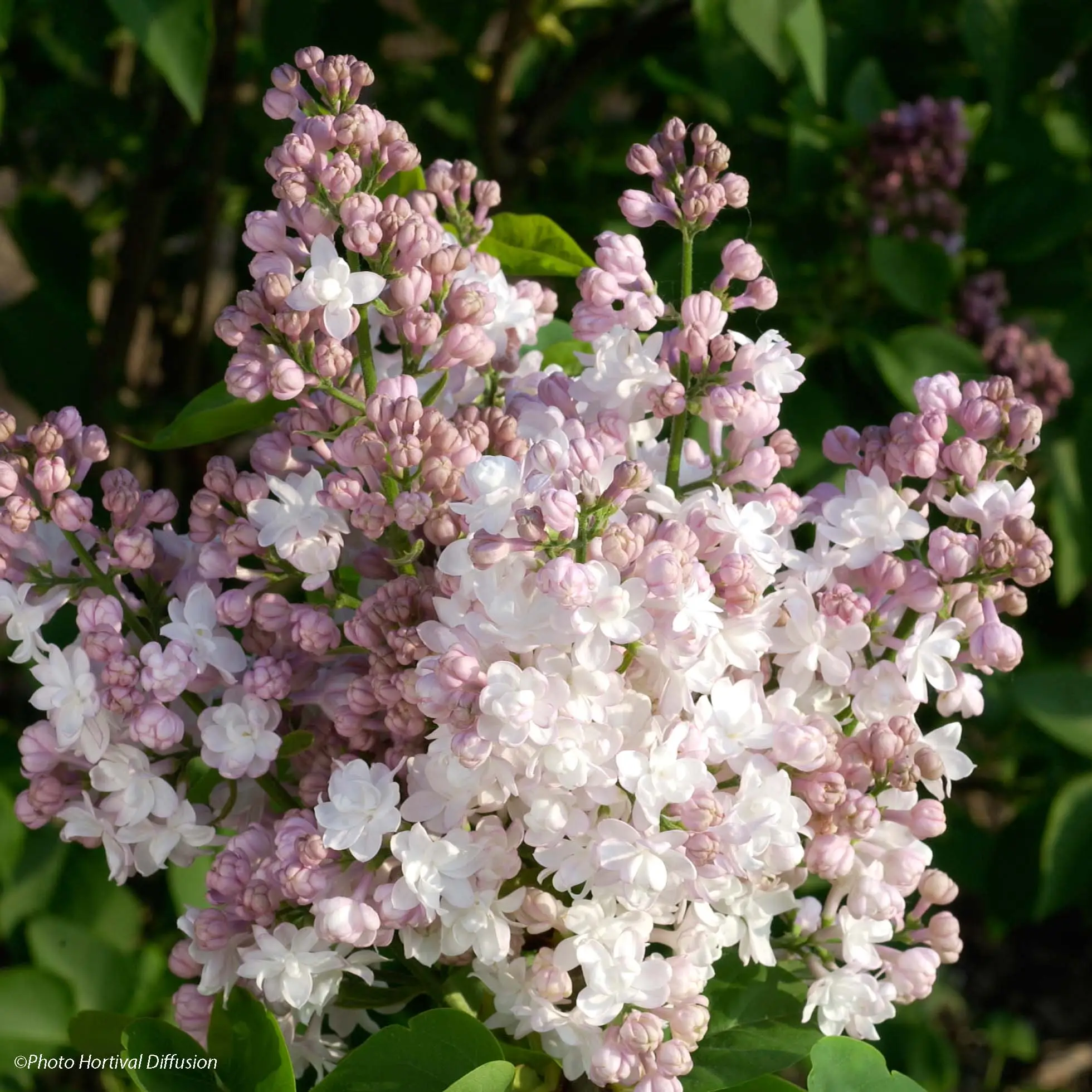 Lilas – Syringa vulgaris Belle de Moscou Pot de 4L/5L