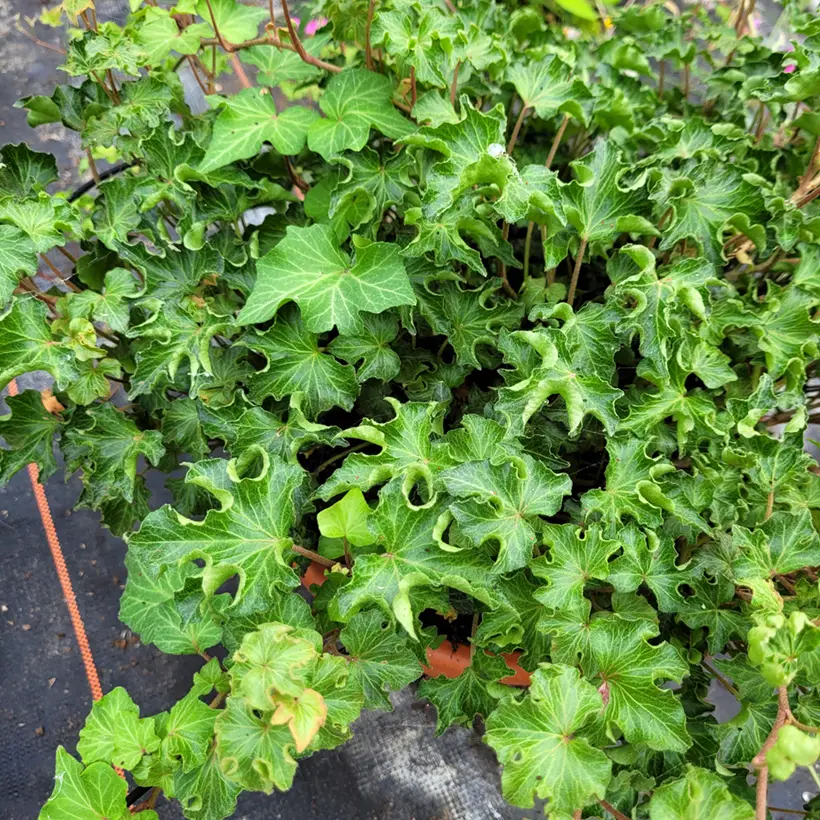 Lierre commun – Hedera helix Tango Godet de 8/9 cm