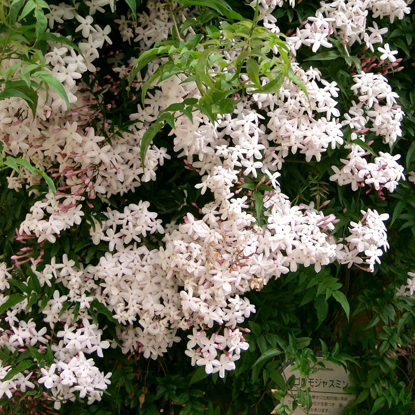 Jasmin – Jasminum polyanthum Pot de 2L/3L