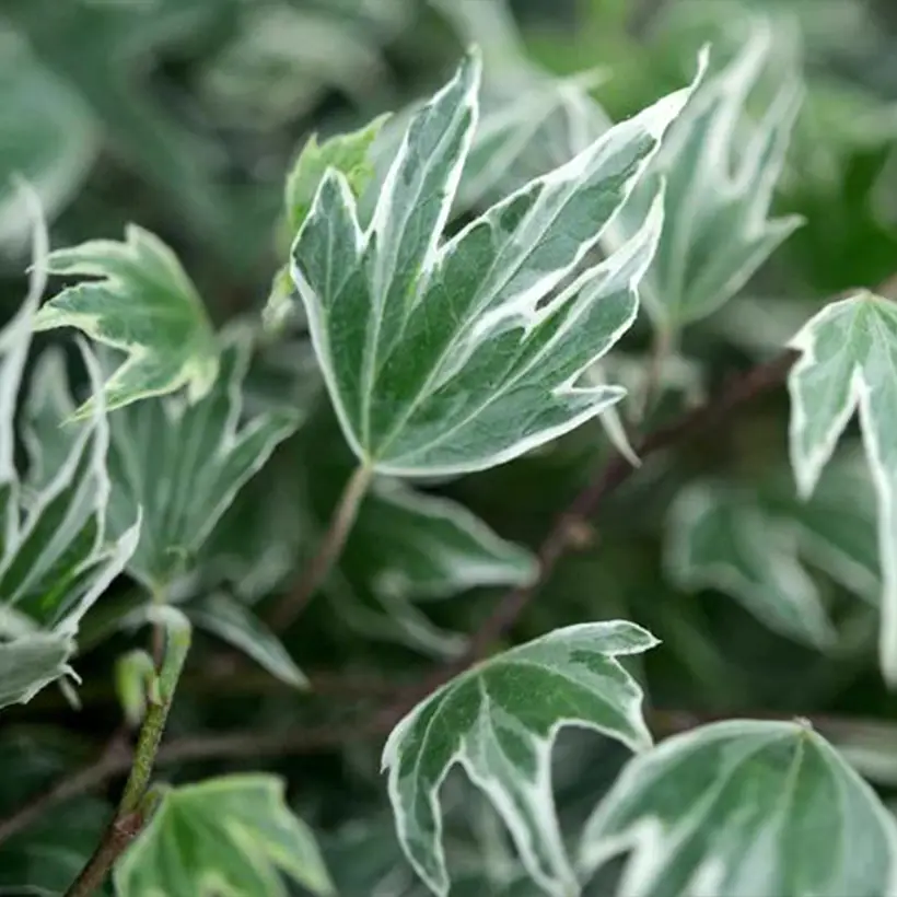 Lierre d’ornement – Hedera helix White Ripple Pot de 1,5L/2L
