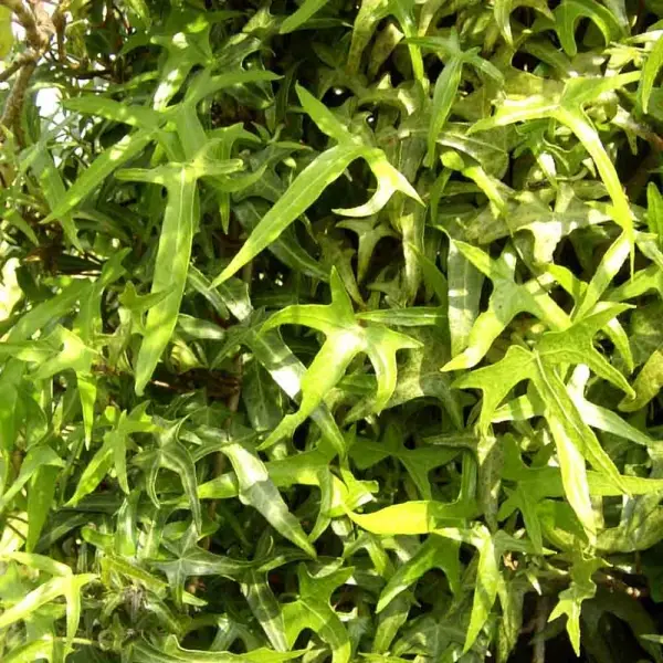 Lierre d’ornement – Hedera helix Sagittifolia Godet de 8/9 cm