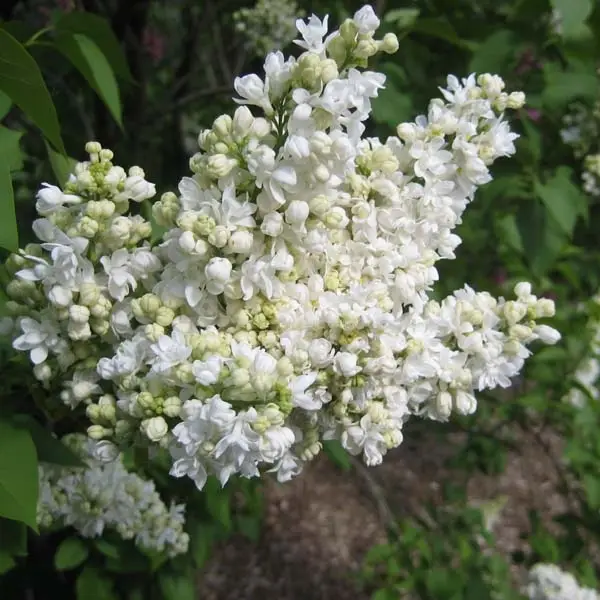 Lilas – Syringa vulgaris Madame Lemoine Pot de 3L/4L