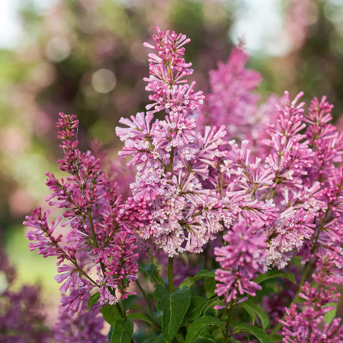 Lilas – Syringa x prestoniae First Editions Pinktini Pot de 3L/4L