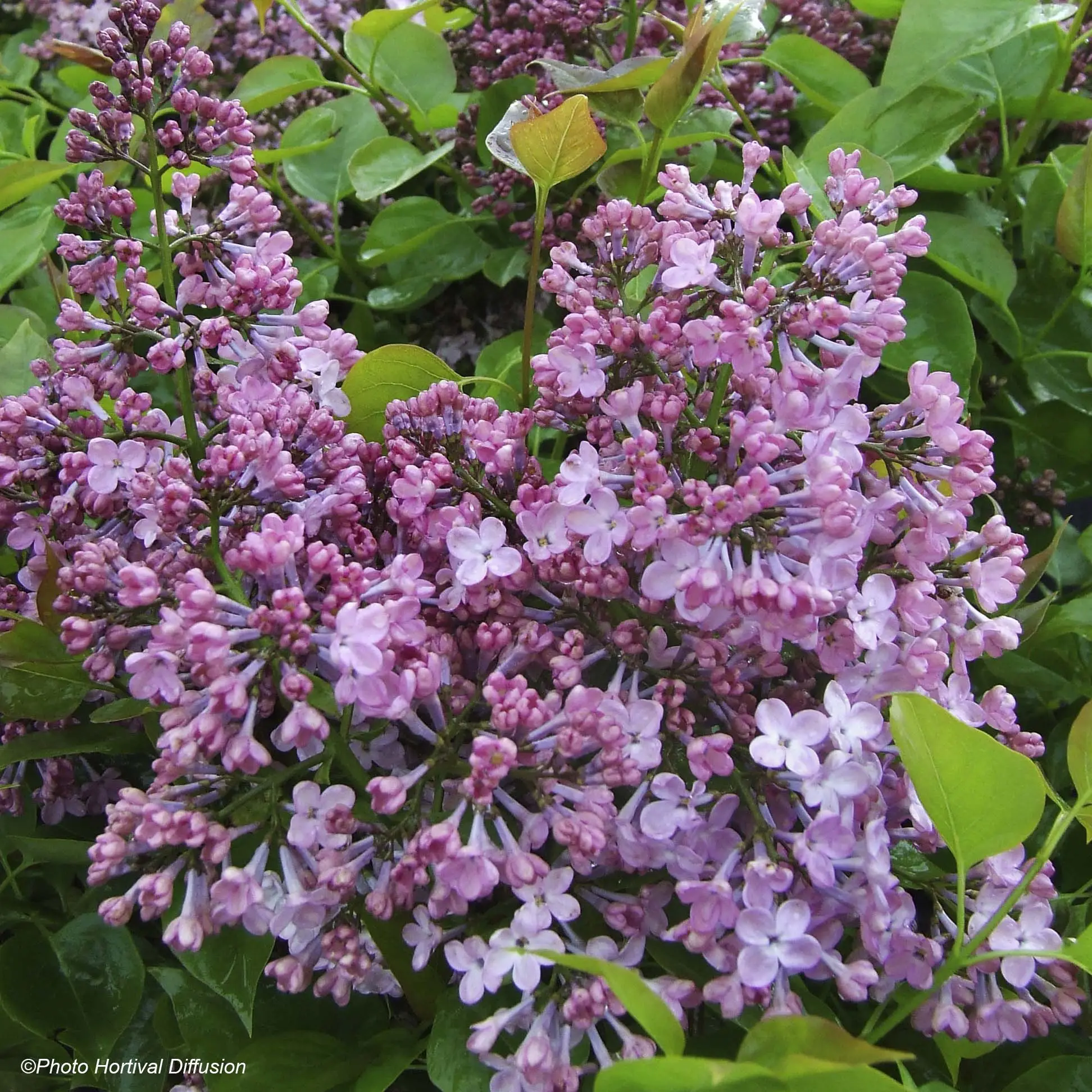 Lilas à fleurs de jacinthe – Syringa hyacinthiflora Maiden’s Blush Pot de 4L/5L, Buisson, 3/4 branches