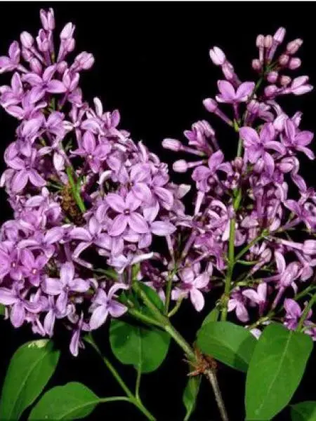 Lilas – Syringa chinensis Saugeana Pot de 2L/3L