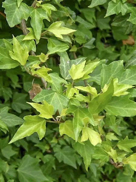 Lierre commun Pink Oak – Hedera helix Pot de 3L/4L