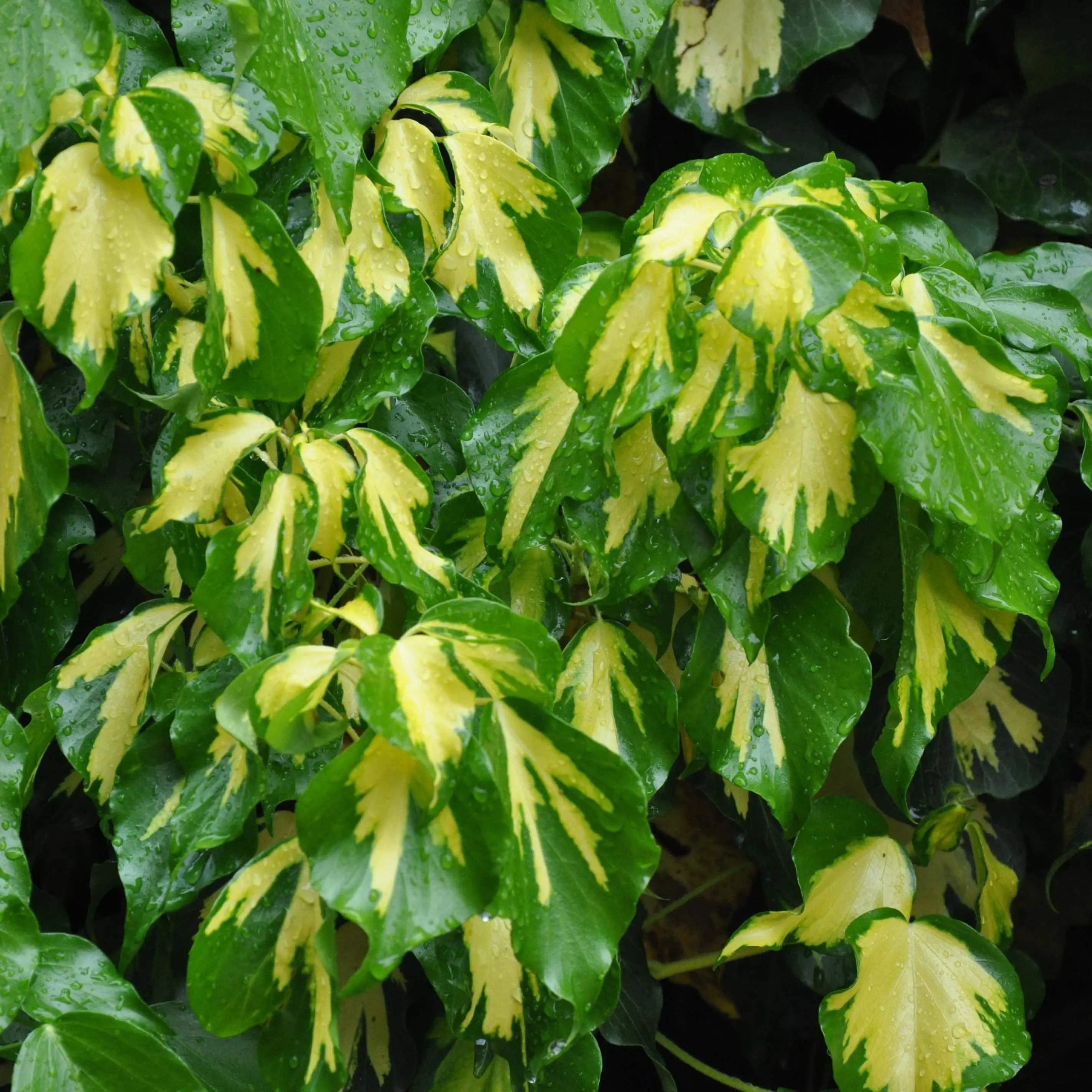 Lierre de Colchide – Hedera colchica Sulphur Heart Godet de 8/9 cm