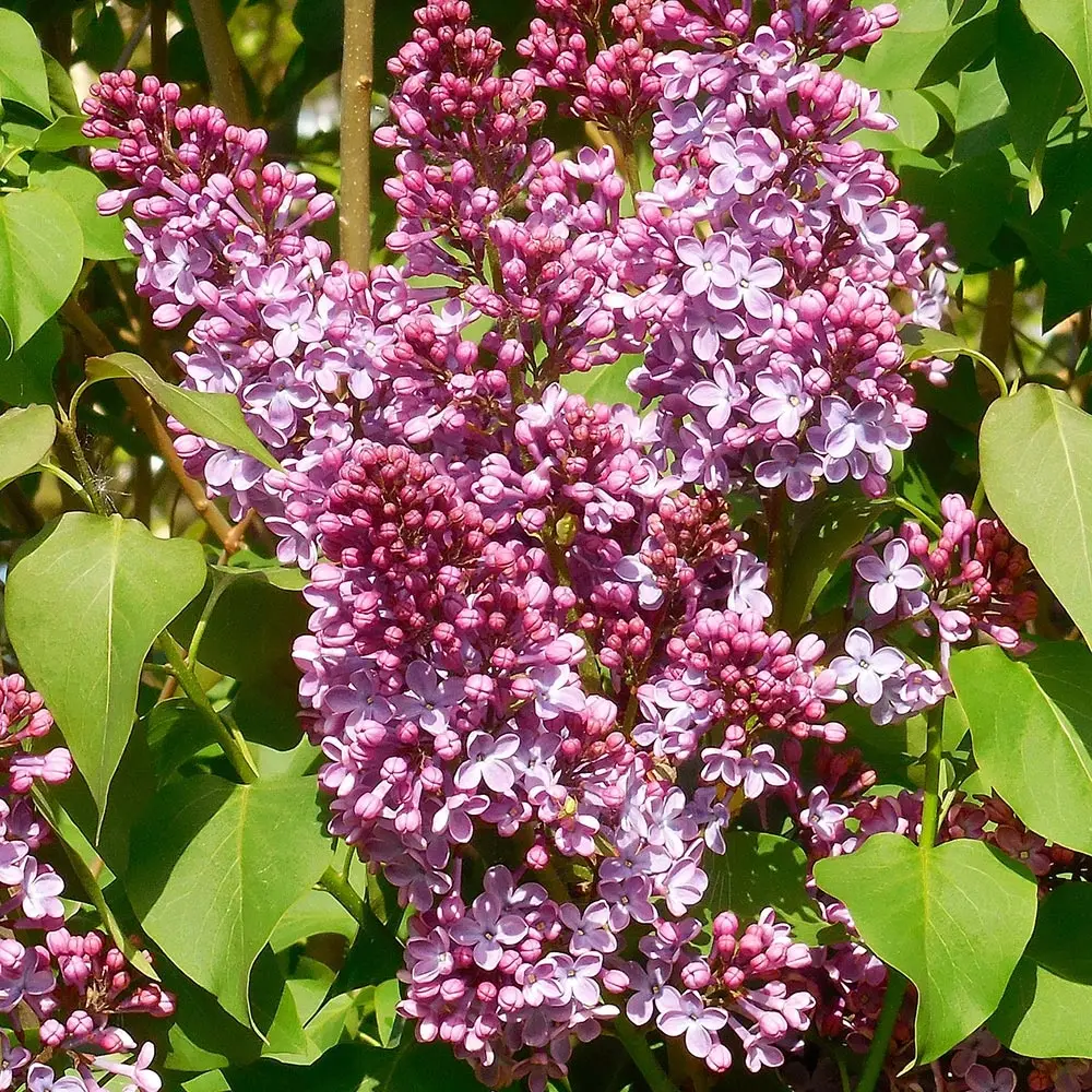 Lilas – Syringa vulgaris Princesse Sturdza Pot de 4L/5L