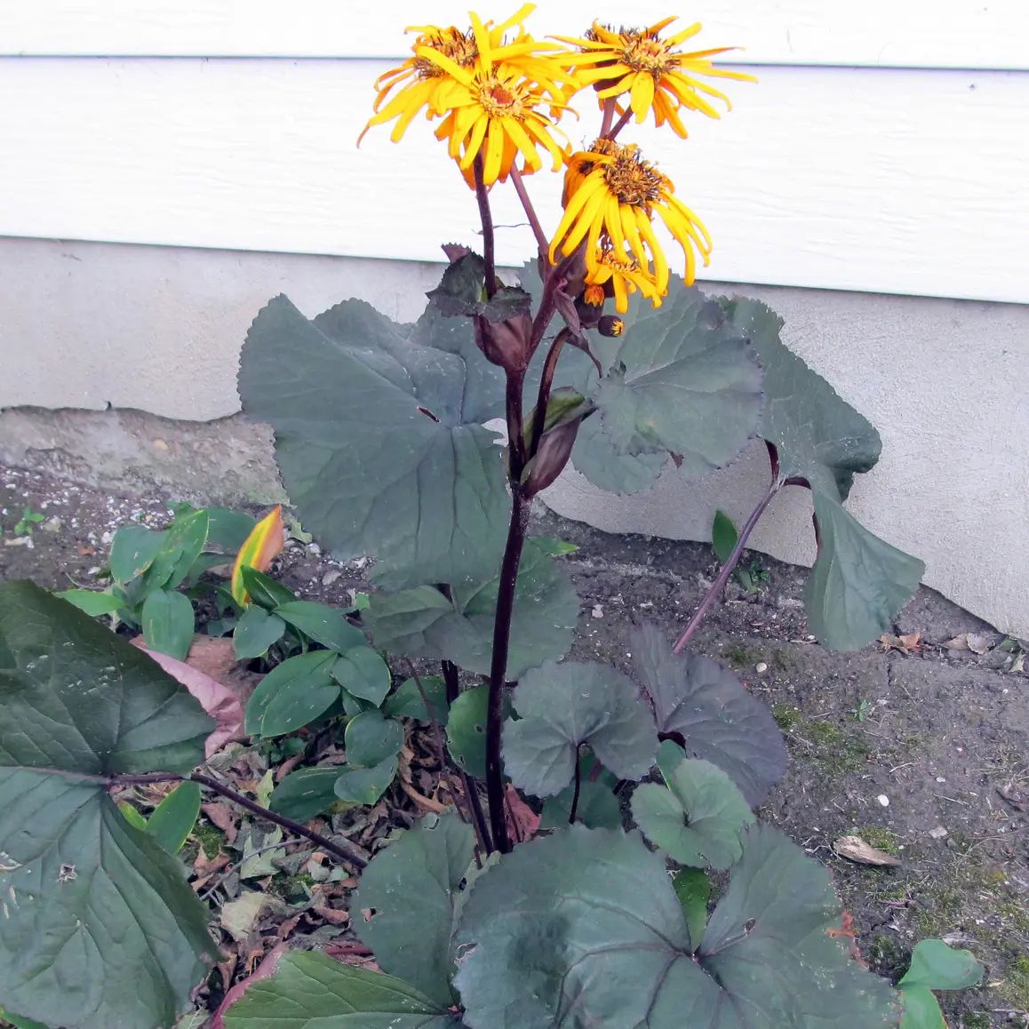 Ligularia dentata Britt-Marie Crawford – Ligulaire Godet de 8/9 cm