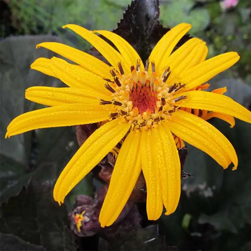 Ligularia dentata Pandora® – Ligulaire naine. Godet de 8/9 cm