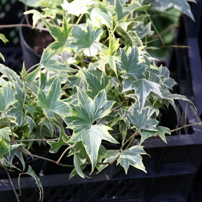 Lierre d’ornement – Hedera helix Yellow Ripple ‘Golden Starlight’ Godet de 8/9 cm