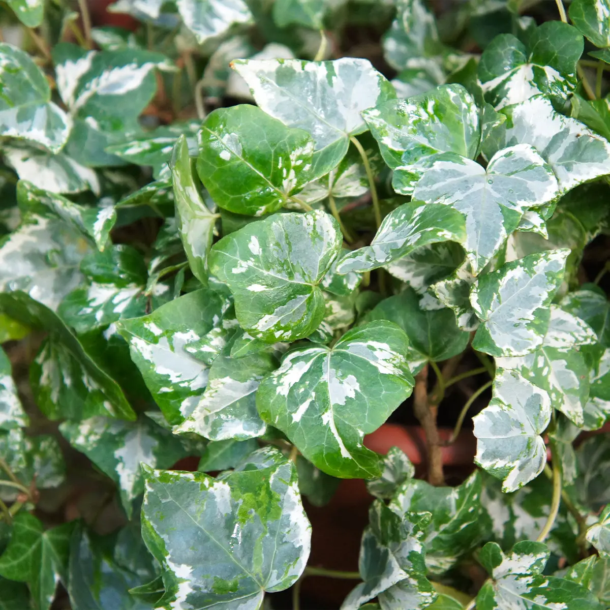 Lierre d’ornement – Hedera helix Kolibri Pot de 2L/3L