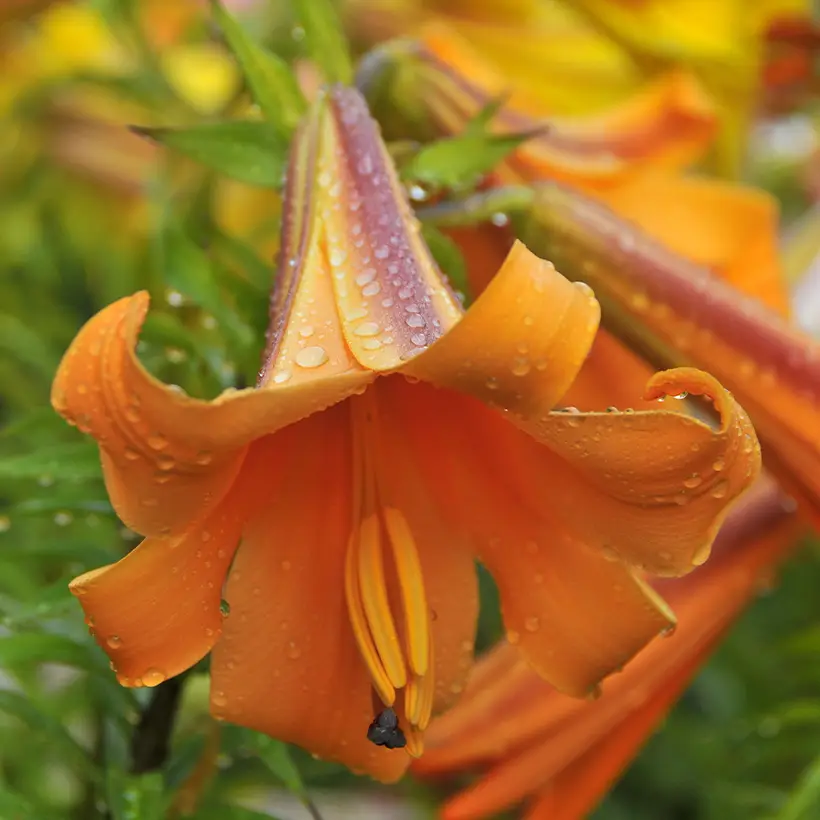 Lis trompette – Lilium x regale African Queen Bulbe calibre 16/18 (par 3)