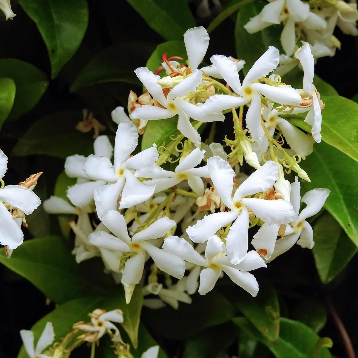 Jasmin étoilé – Trachelospermum jasminoïdes Star Of Venice Pot de 2L/3L
