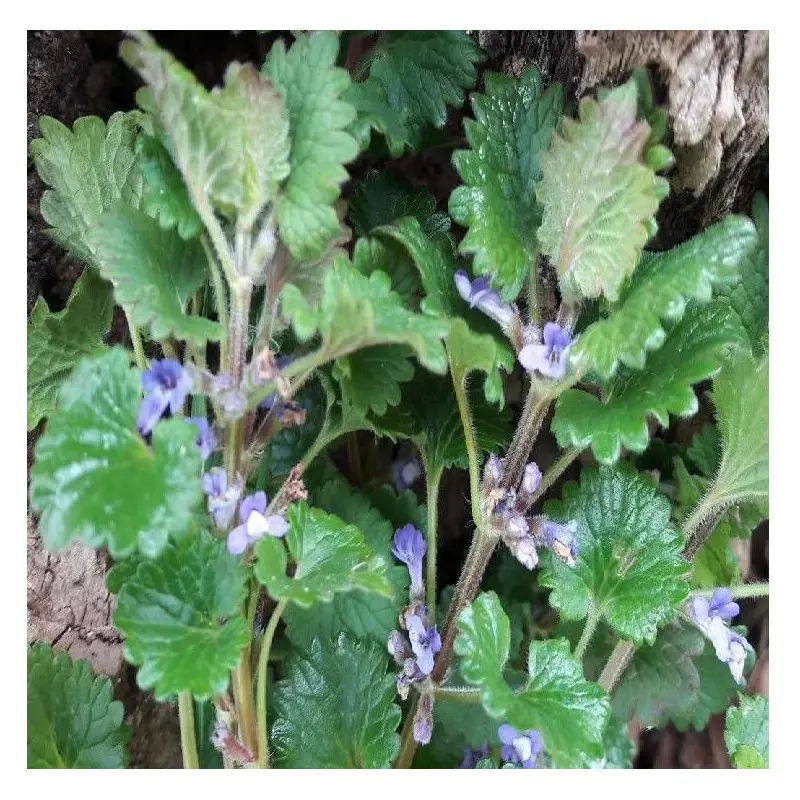 Lierre terrestre à fleurs Violette – feuillage Caduc – Godet – 5/20 cm- hauteur à maturité De 0,15 m à 0,50 m