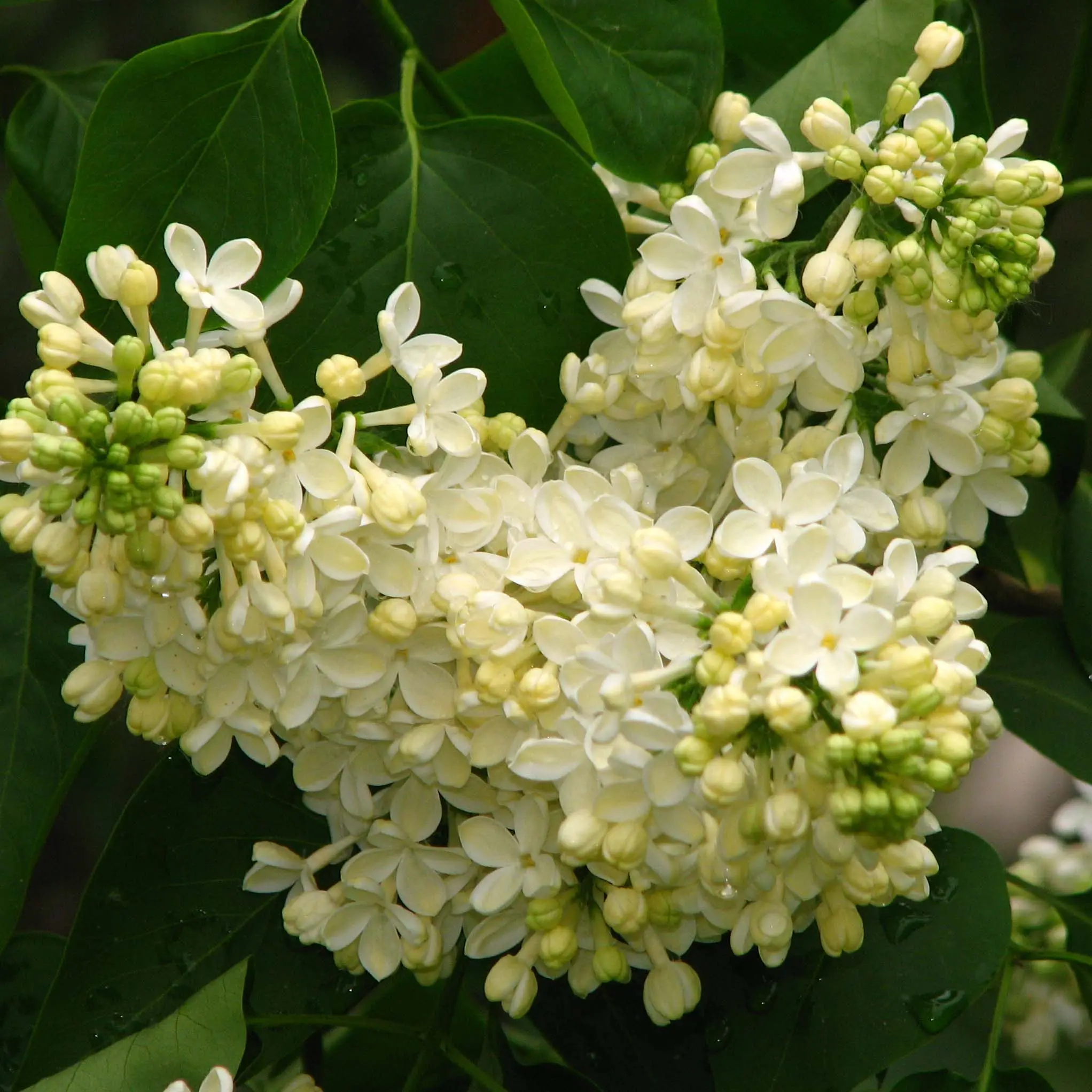 Lilas – Syringa vulgaris Primrose Pot de 4L/5L