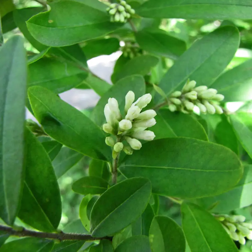 Ligustrum obtusifolium ‘Regelianum’ – Troène à feuilles obtuses Petites Racines nues