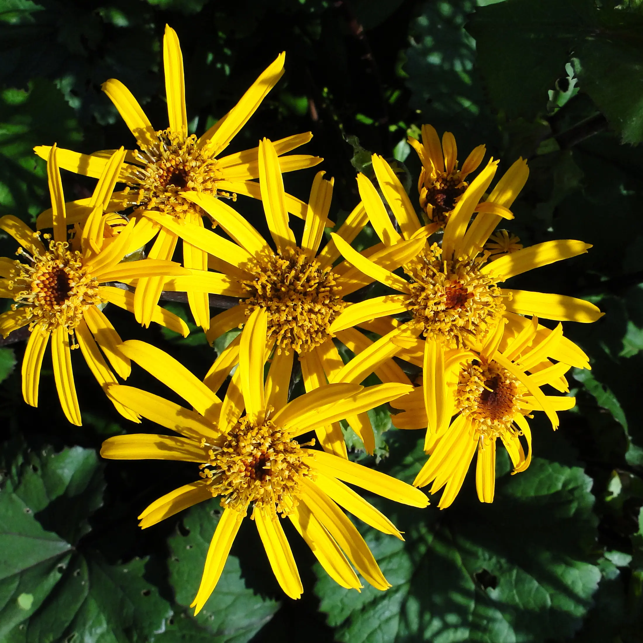 Ligularia dentata – Ligulaire dentée Godet de 8/9 cm