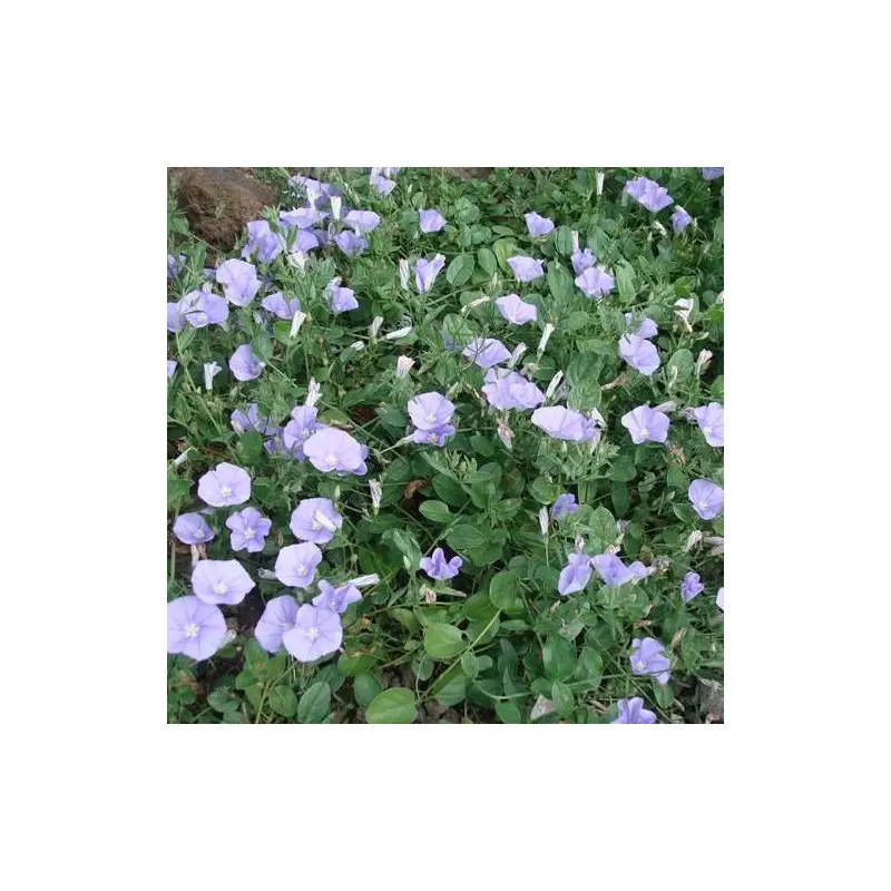 Liseron de Mauritanie, Convolvulus à fleurs Blanche – feuillage Persistant – Godet – 5/20 cm- hauteur à maturité De 0,15 m à 0,50 m