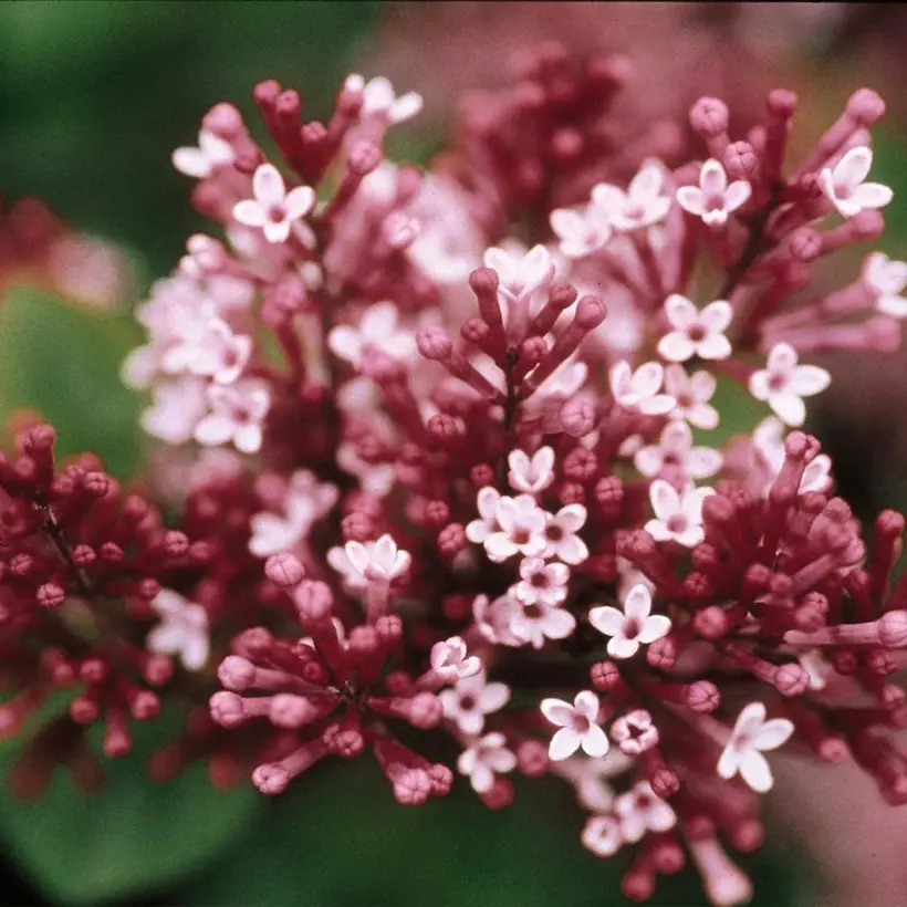 Lilas – Syringa Tinkerbelle Pot de 2L/3L