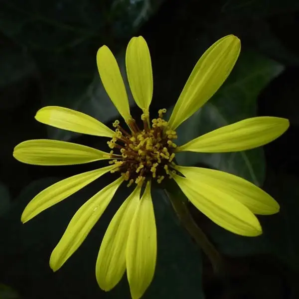 Ligulaire – Ligularia Osiris Cafe Noir Godet de 8/9 cm