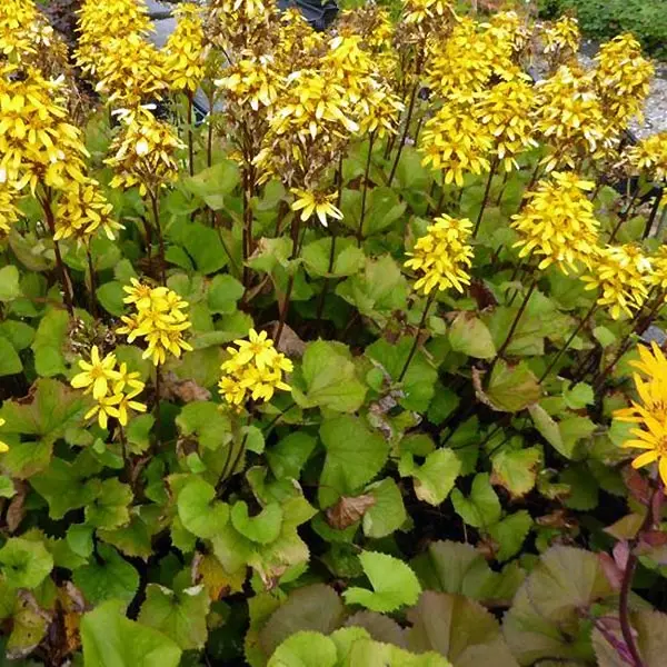 Ligulaire hessei Lanternchern – Ligularia x hessei Lanternchen Pot de 2L/3L