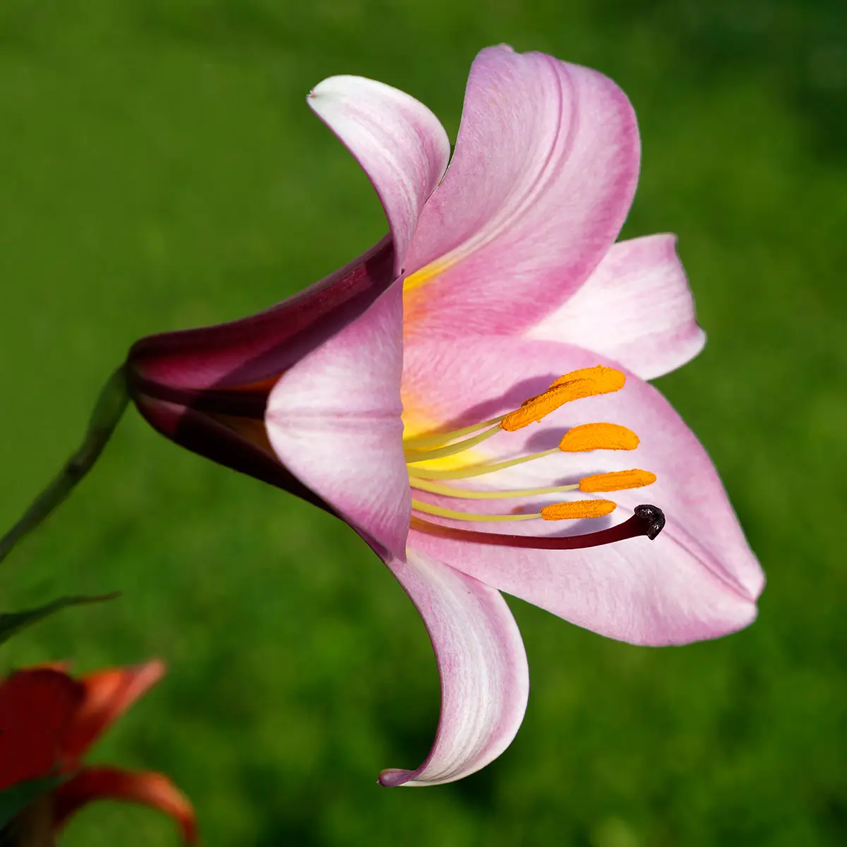 Lis trompette – Lilium Pink Perfection Bulbe calibre 16/18 (par 3)