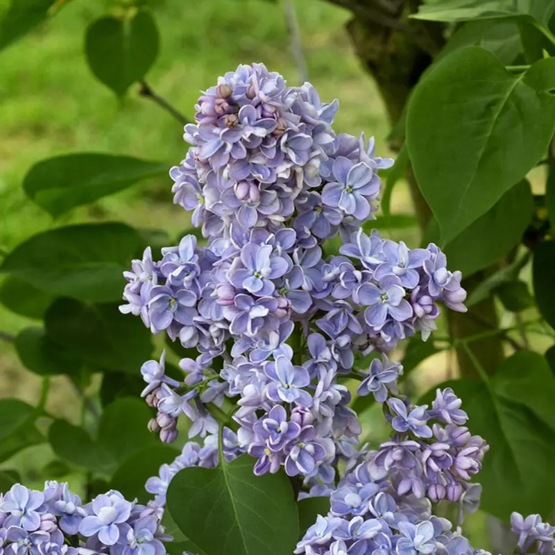 Lilas – Syringa vulgaris Capitaine Baltet Pot de 4L/5L