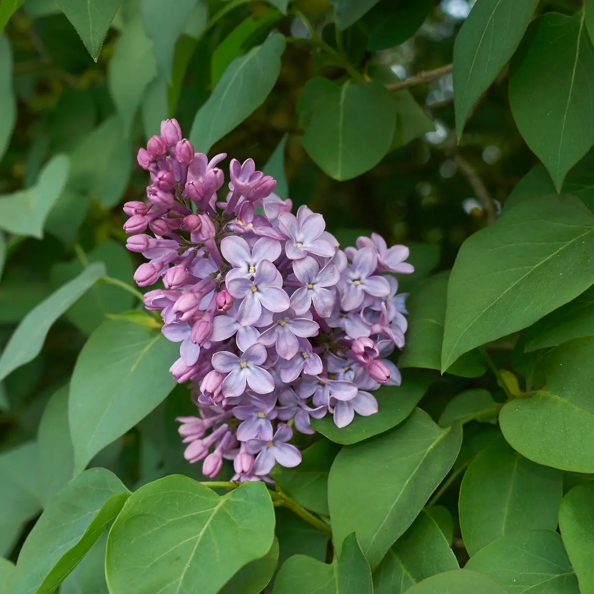 Lilas – Syringa vulgaris Petites Racines nues
