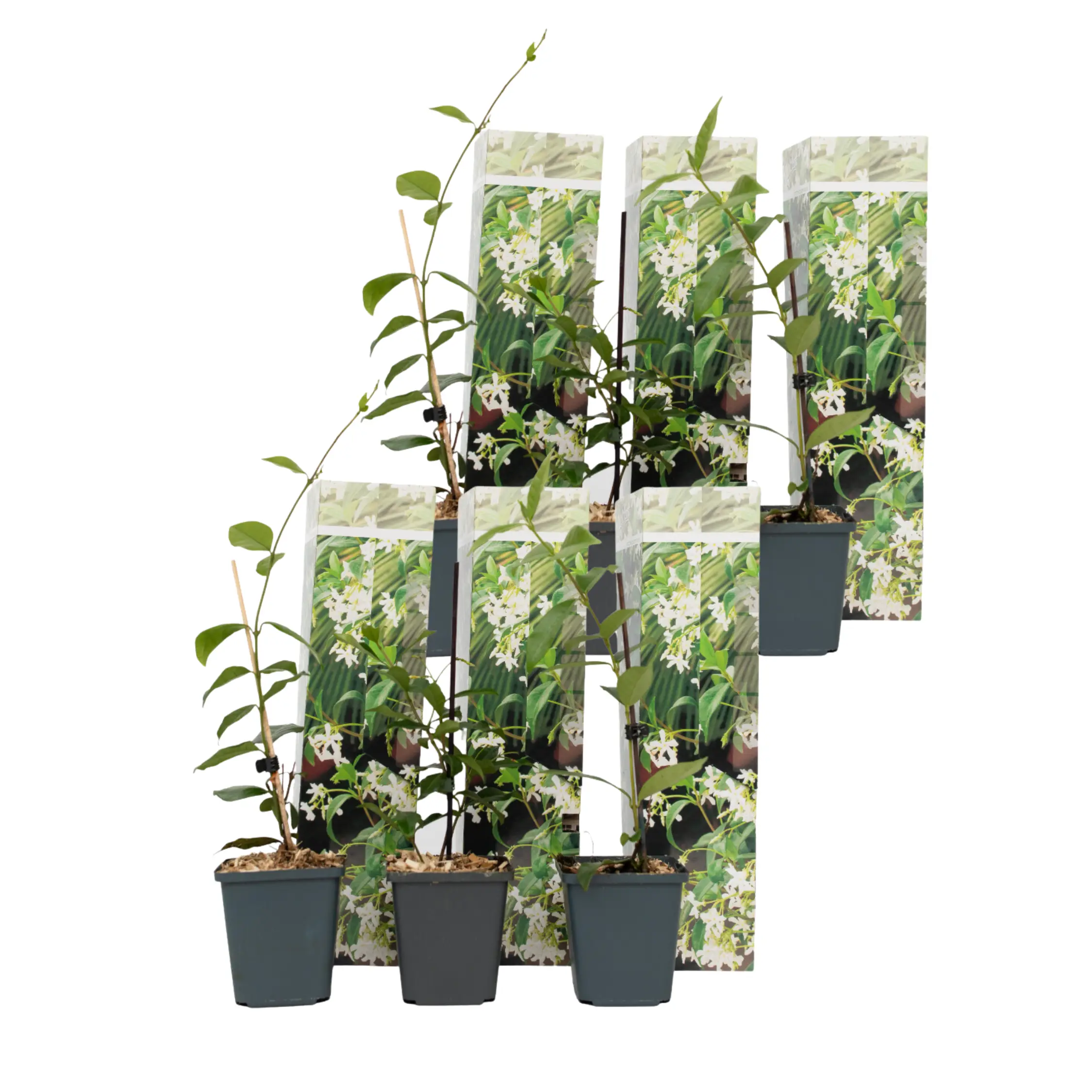 Jasmin étoilé – Set de 6 – Trachelospermum jasminoides – Hauteur 25-40cm – ⌀9cm