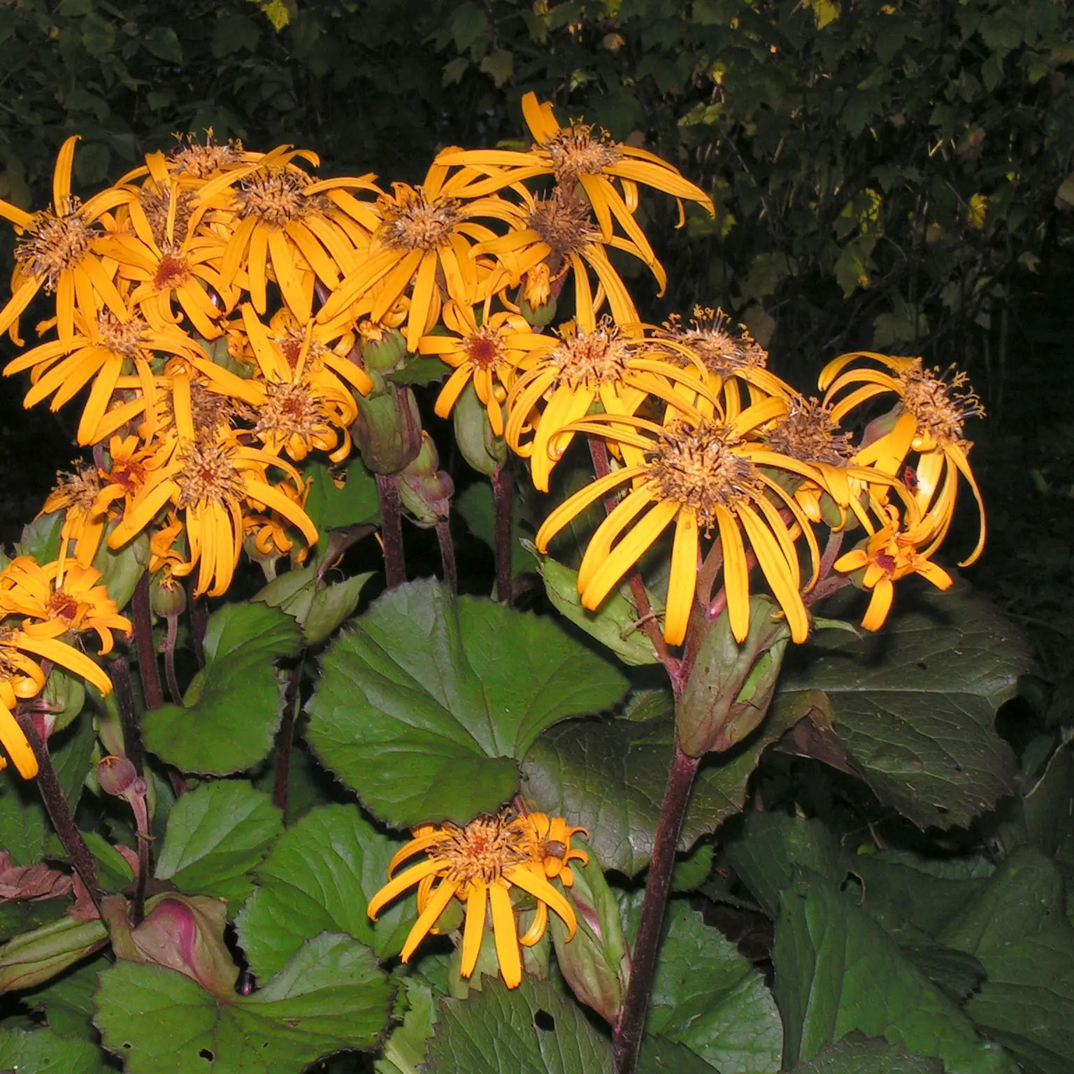 Ligulaire – Ligularia dentata Desdemona Godet de 8/9 cm