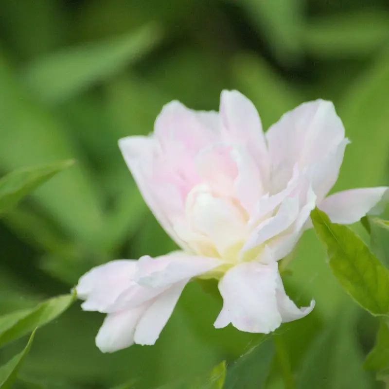 Liseron d’ornement Flore Pleno, Calystegia à fleurs Rose – feuillage Caduc – Godet – 5/20 cm- hauteur à maturité De 2,50 m à 3,00 m