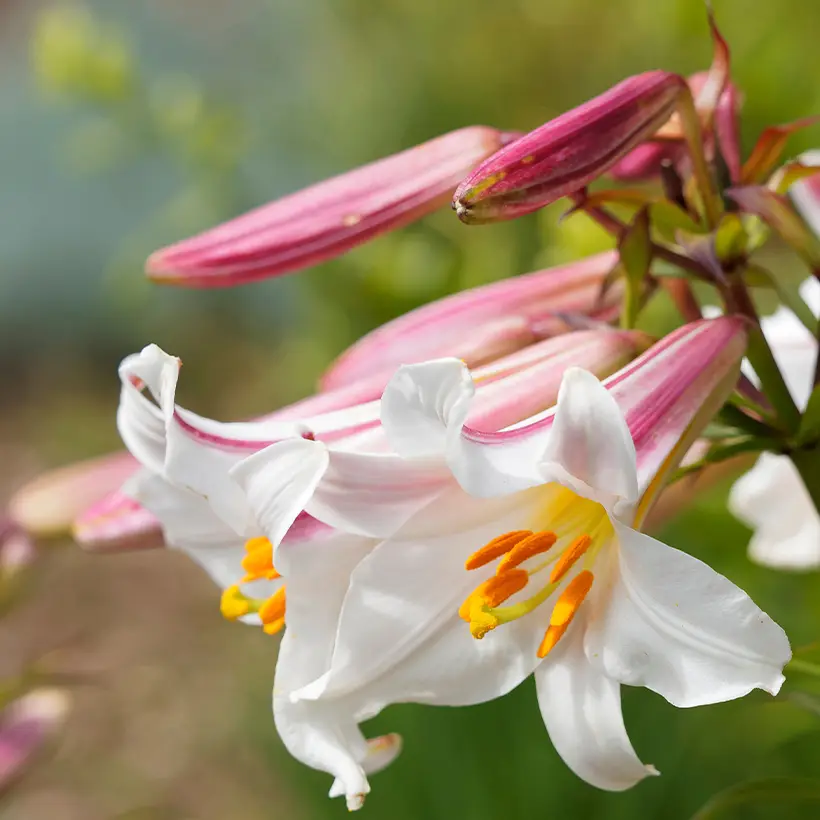 Lis royal espèce botanique – Lilium regale Bulbe calibre 12+ (par 3)