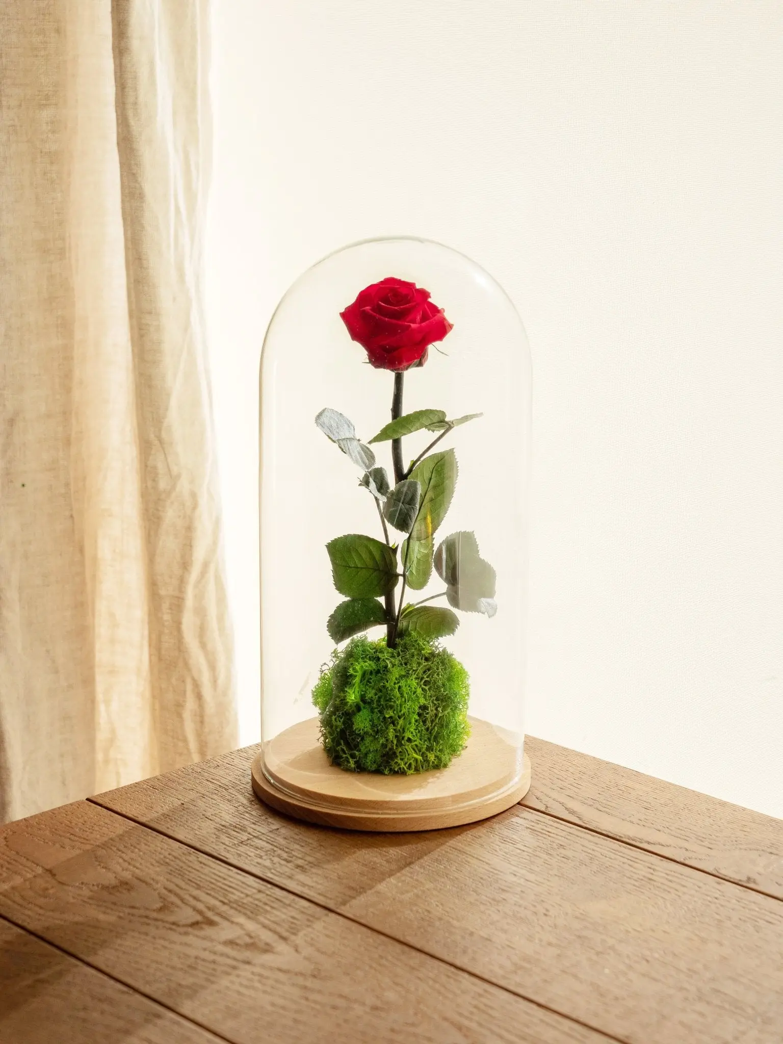 Très Grande Rose Éternelle Sous Cloche – H30cm