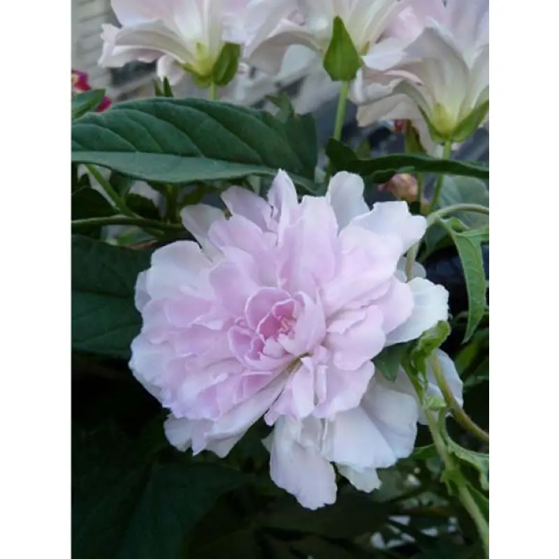 Liseron du Japon grimpant Flore Pleno – Calystegia hederacea Pot de 2L/3L