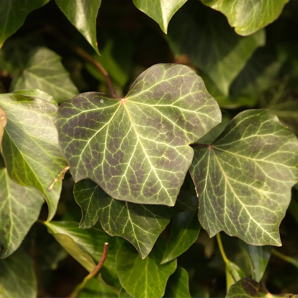 Lierre commun – Hedera helix Woerner Godet de 8/9 cm