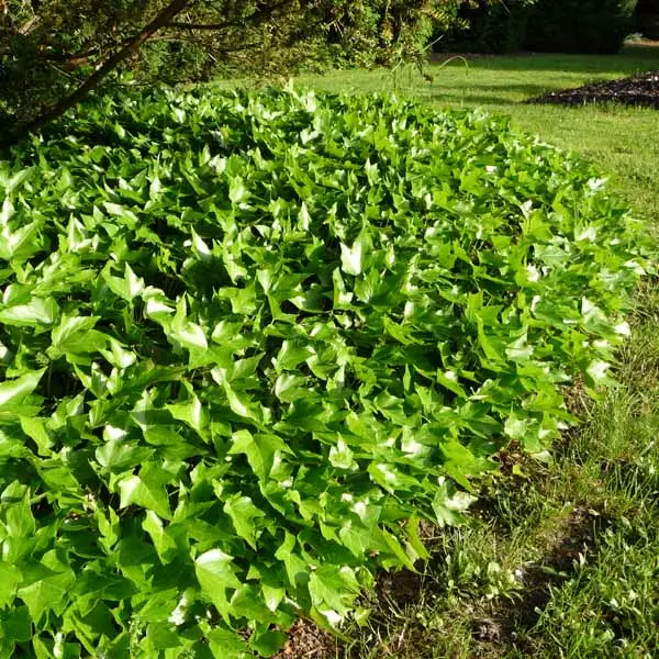 Lierre d’ornement – Hedera helix Green Ripple Godet de 8/9 cm
