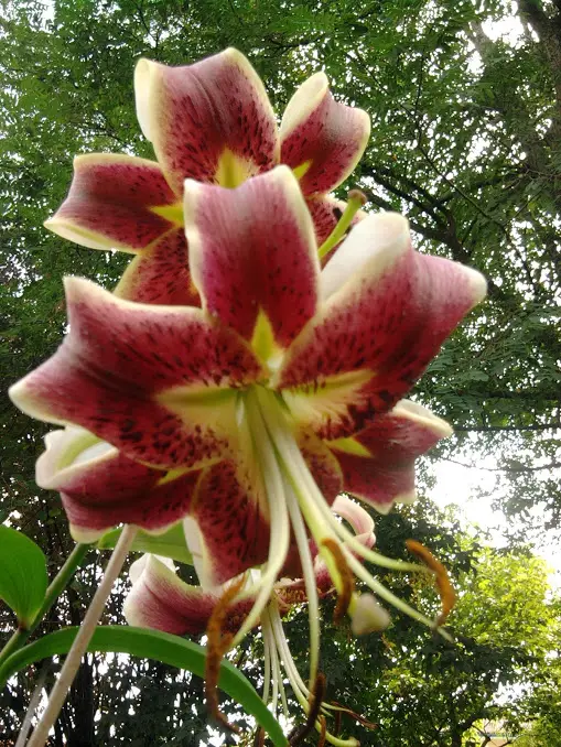 Lis trompette – Lilium Scheherazade Bulbe calibre 16/18 (par 3)