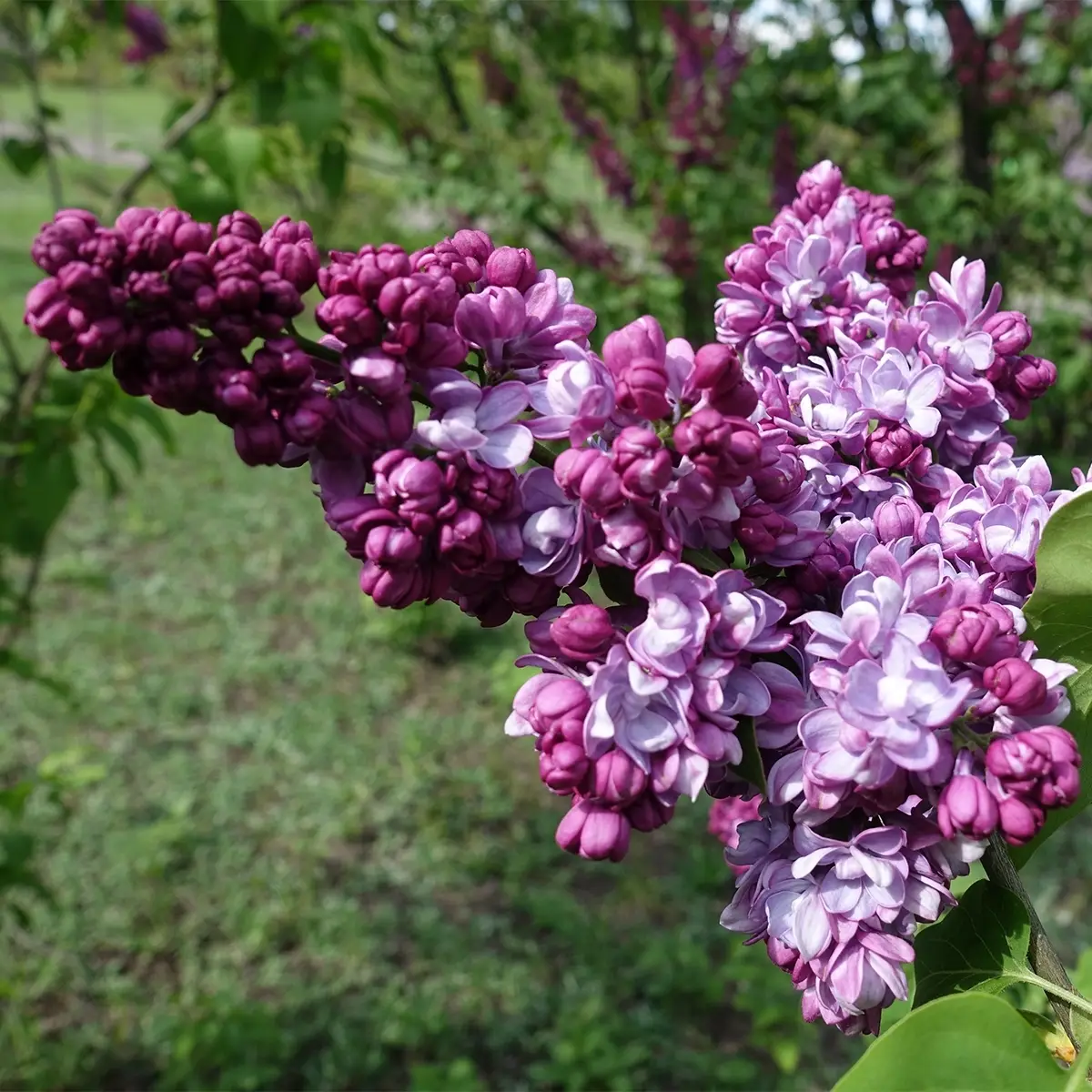 Lilas commun – Syringa vulgaris Paul Thirion Pot de 7,5L/10L