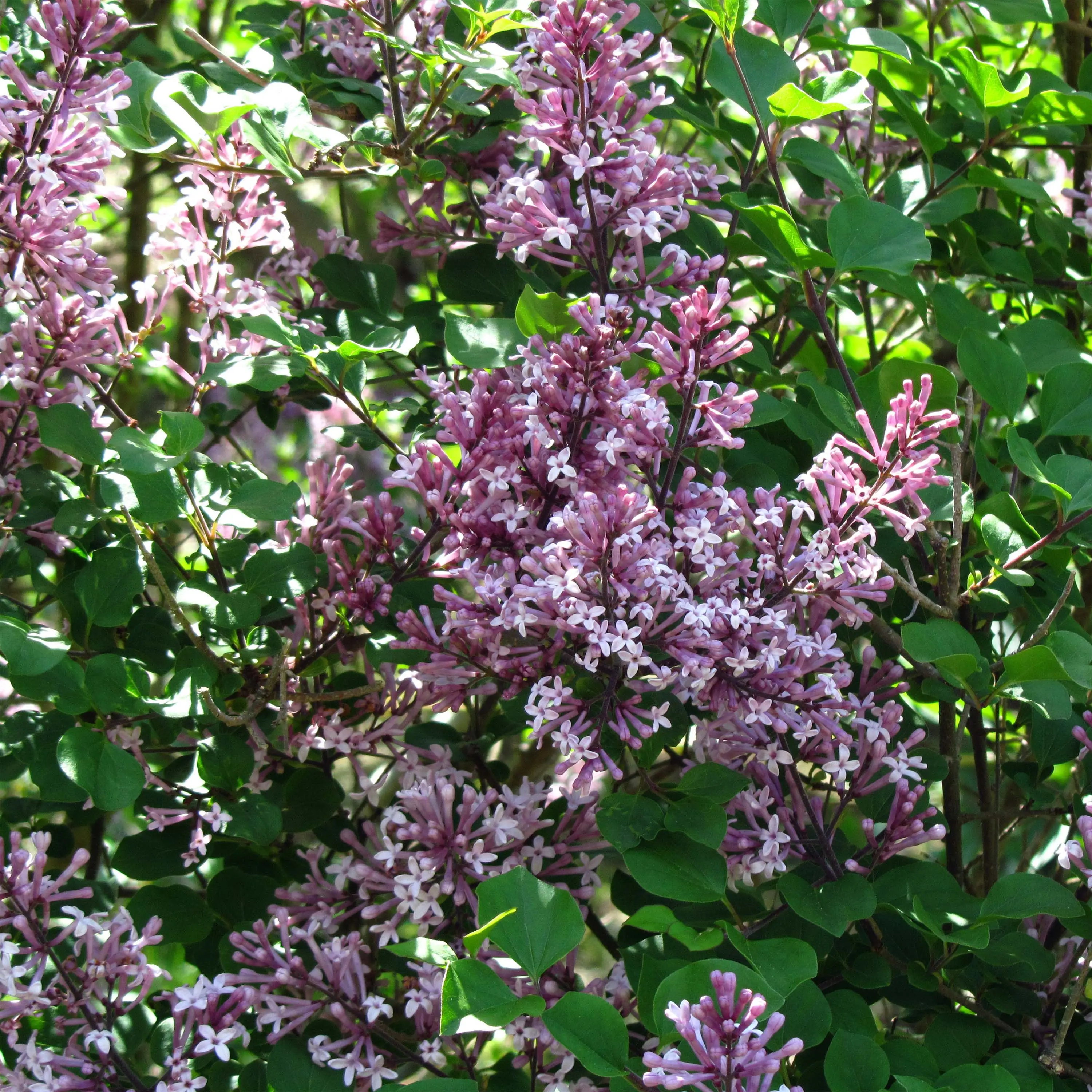 Lilas – Syringa meyeri Palibin Pot de 2L/3L