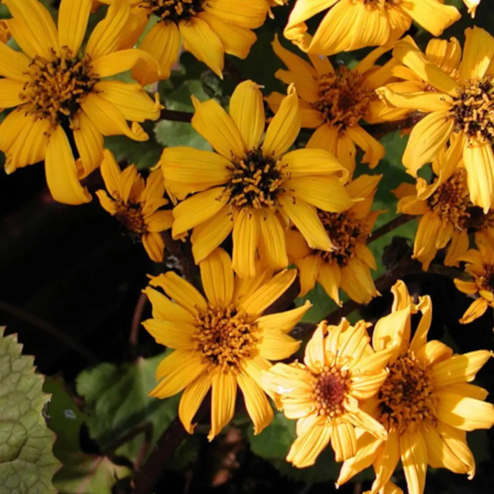 Ligulaire à feuilles dentées Desdemona à fleurs Jaune – feuillage Caduc – Godet – 5/20 cm- hauteur à maturité De 1,00 m à 1,50 m