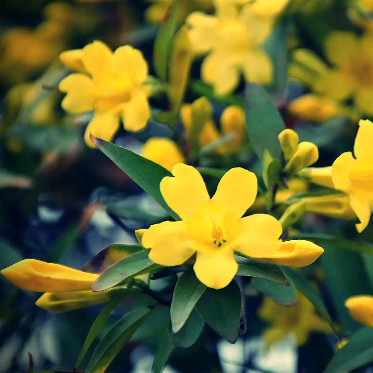 Jasmin – Jasminum humile Revolutum Pot de 3L/4L, Echelle