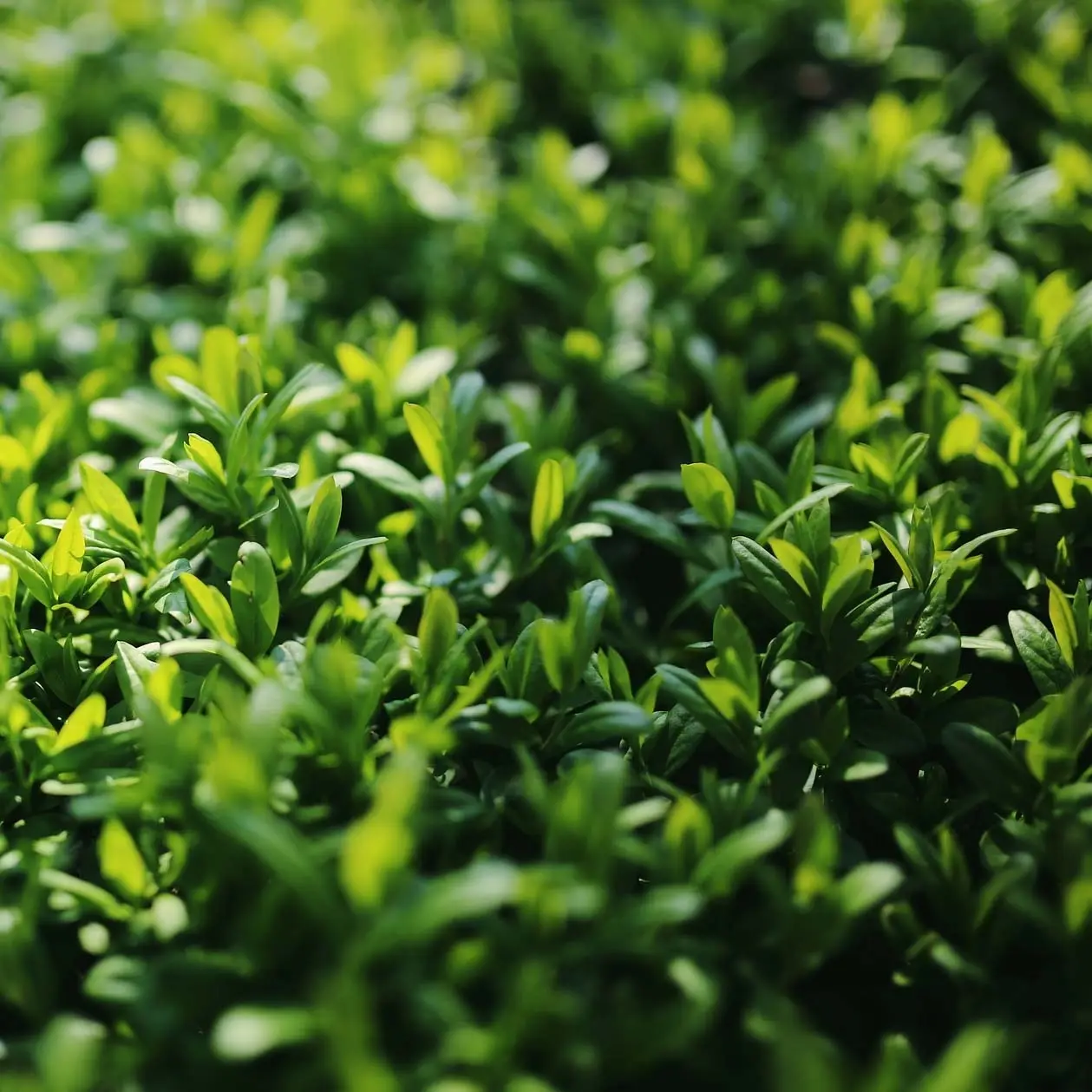 Ligustrum japonicum Green Century – Troène du Japon Pot de 2L/3L