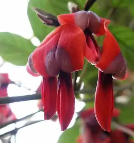 Kennedia rubicunda (Pois corail rouge) Taille:Pot de 2 litres – 80/100 cm – Couleur floraison:rouge