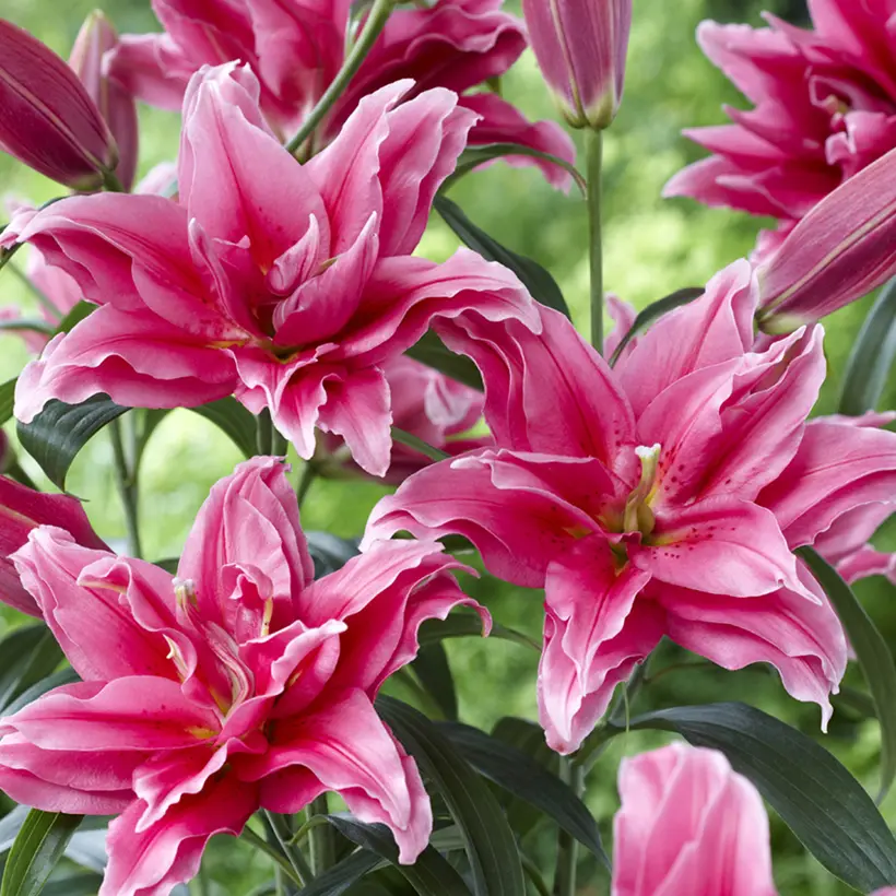 Lis oriental Roselily Elena Bulbe calibre 16/18 (par 3)