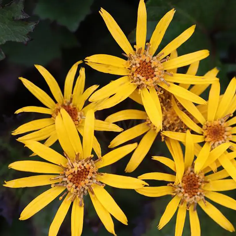 Ligularia Little Golden Ray – Ligulaire – racines nues