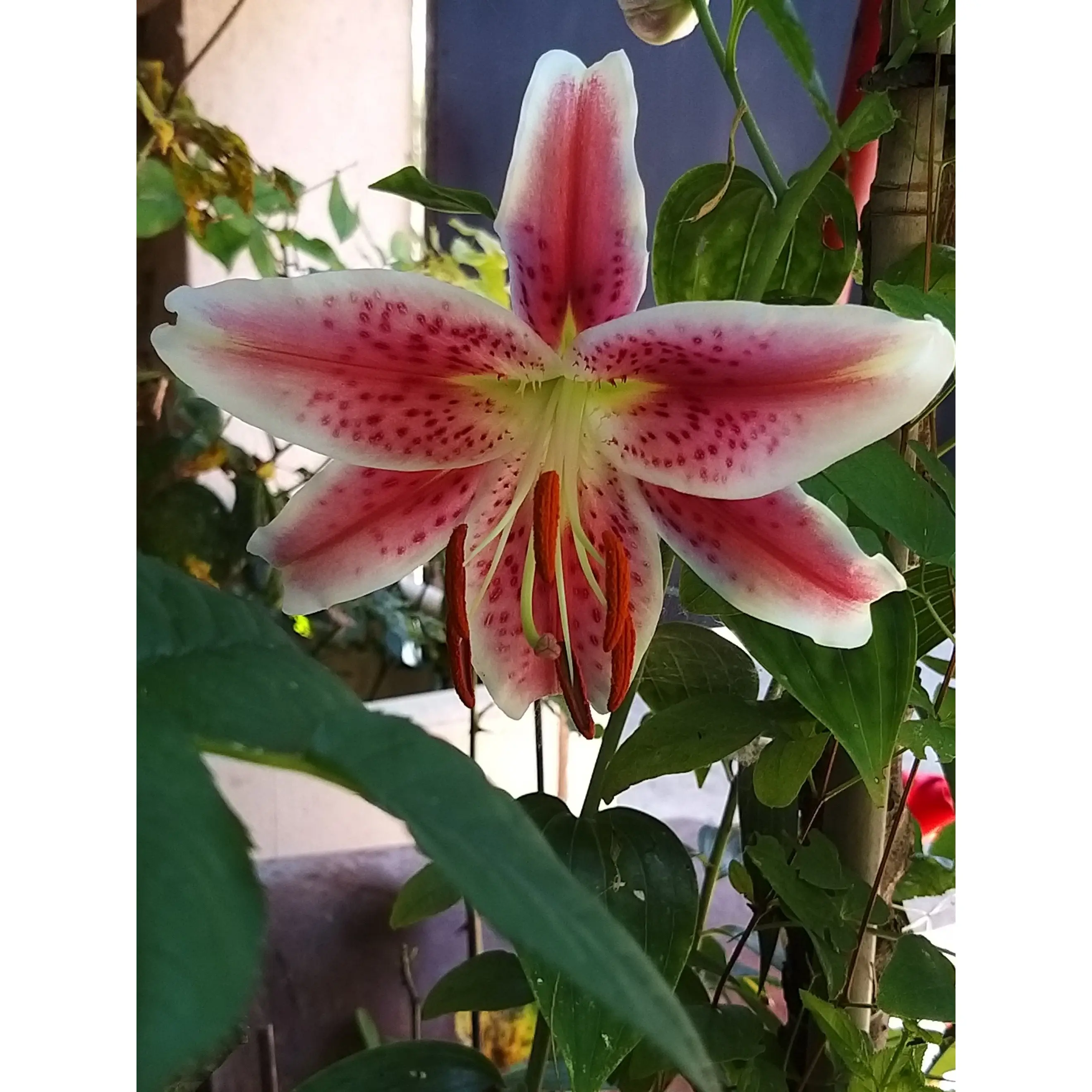 Lis trompette – Lilium Stargazer Bulbe calibre 16/18 (par 3)