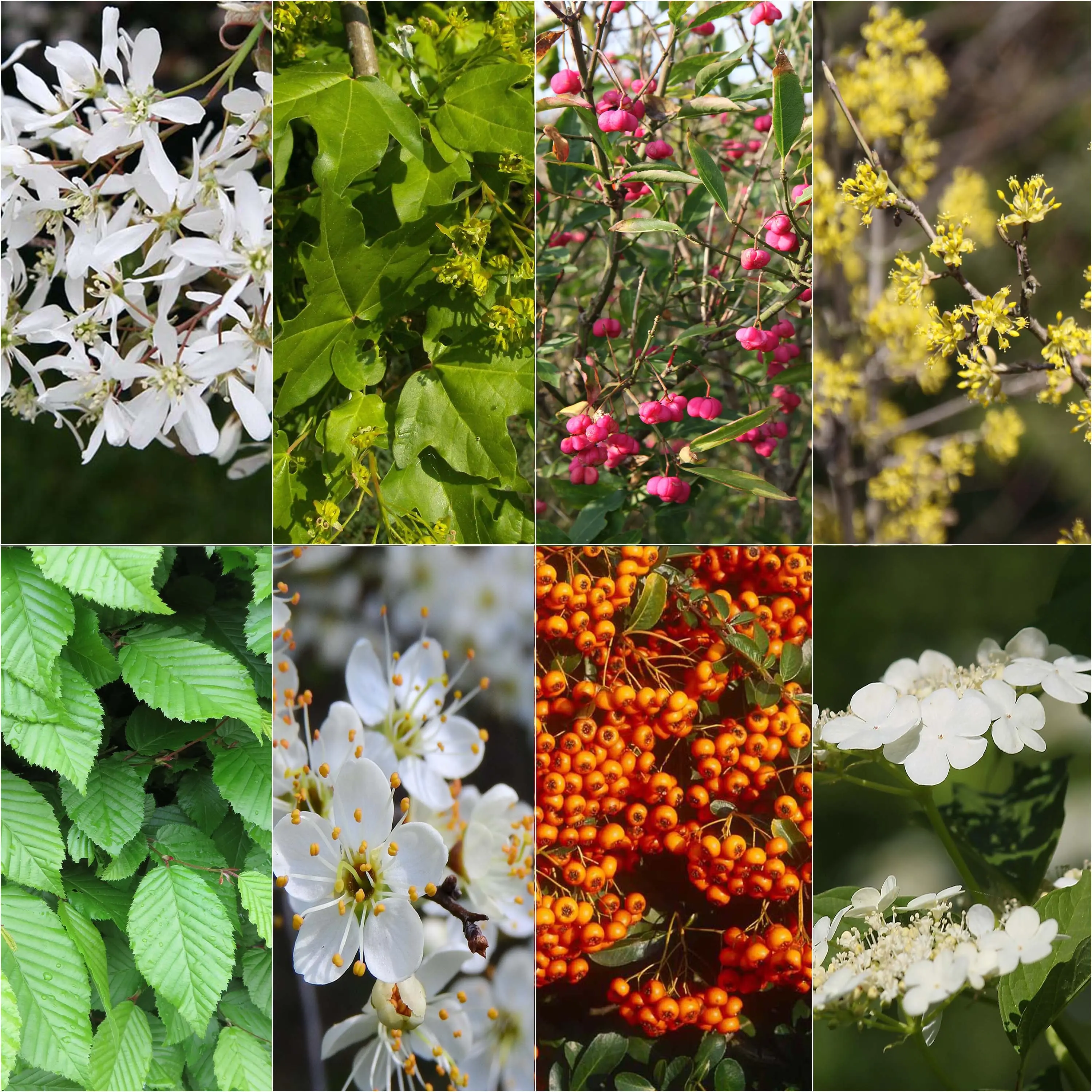 Kit 10 m de haie écologique pour grands jardins – Collection de 8 plantes